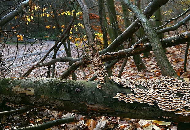 mäkkúšik kučeravý - biotop Plicaturopsis crispa (Pers.) D.A. Reid