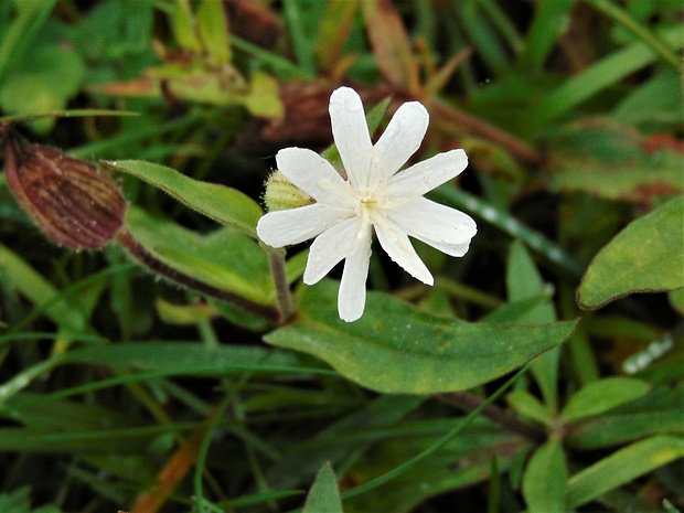 silenka biela pravá Silene latifolia subsp. alba (Mill.) Greuter et Burdet