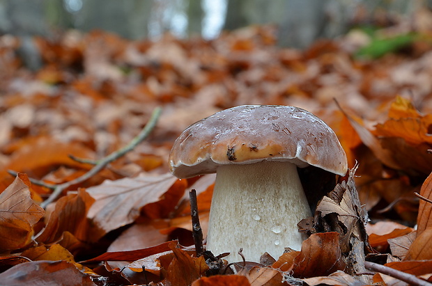 hríb smrekový Boletus edulis Bull.