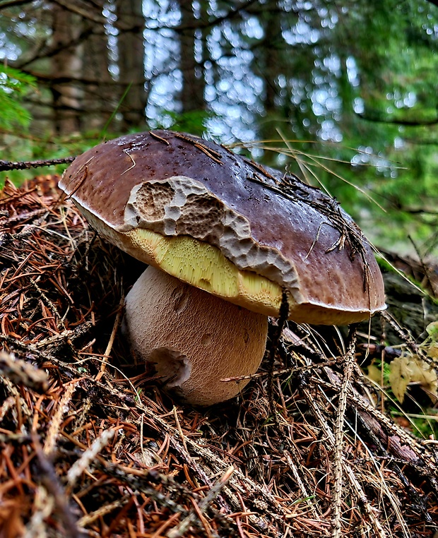 hríb smrekový Boletus edulis Bull.