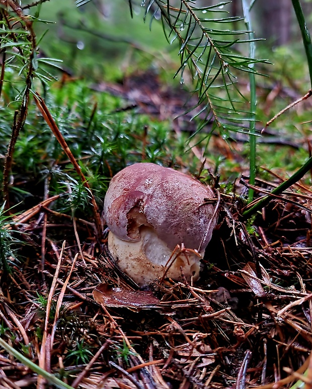 hríb sosnový Boletus pinophilus Pil. et Dermek in Pil.