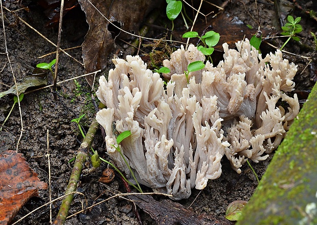 konárovka popolavá Clavulina cinerea (Bull.) J. Schröt.