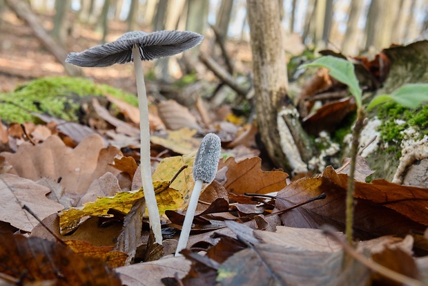 hnojník chlpatý Coprinopsis lagopus (Fr.) Redhead, Vilgalys & Moncalvo