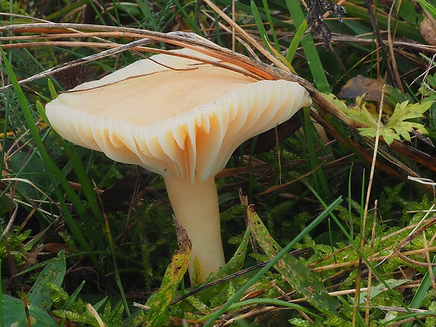 lúčnica statná Cuphophyllus pratensis (Fr.) Bon