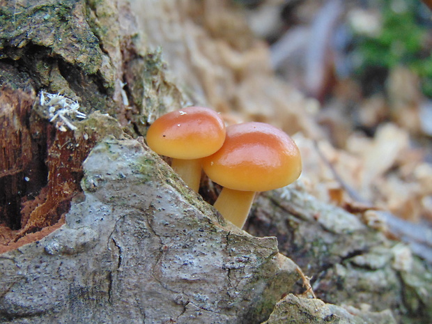 plamienka Flammulina sp.