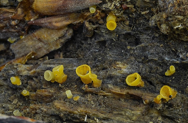 trasľavka pohárikovitá Guepiniopsis buccina (Pers.) L.L. Kenn.