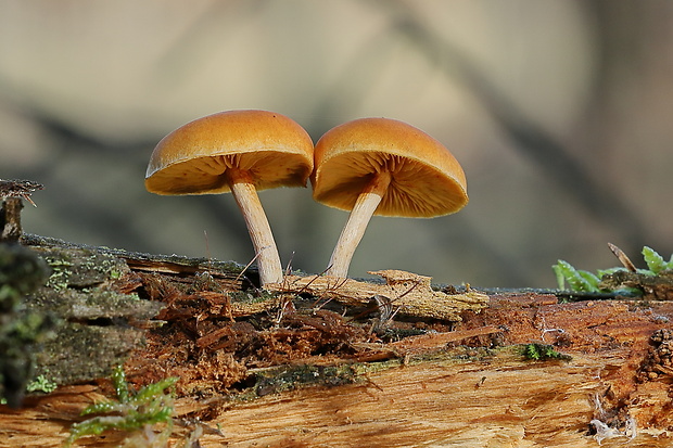 šupinovec nevoňavý Gymnopilus penetrans (Fr.) Murrill