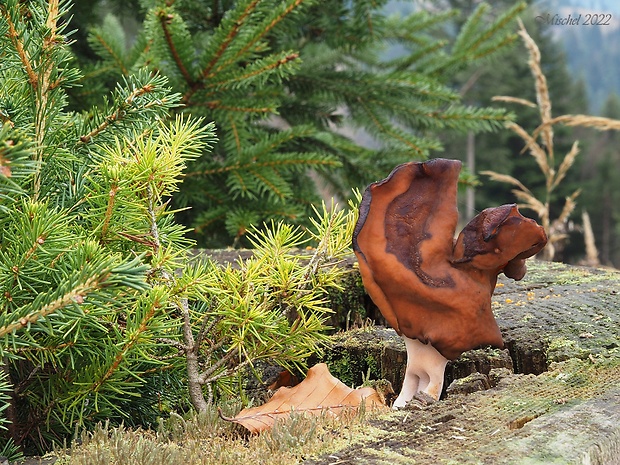 ušiak mitrovitý Gyromitra infula (Schaeff.) Quél.