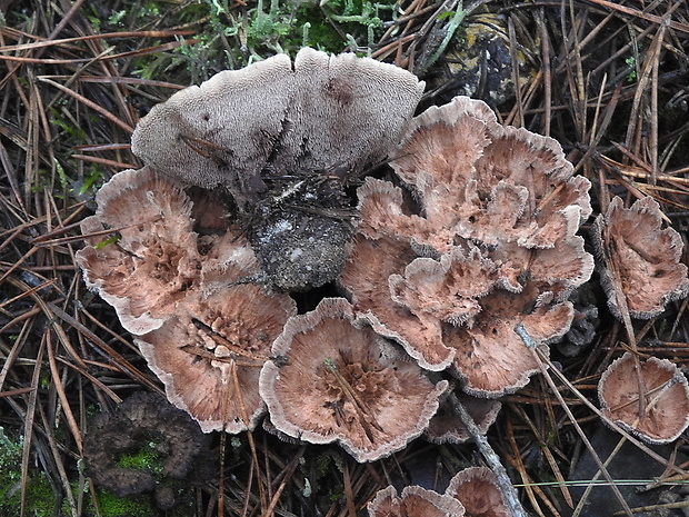 jelenkovka výrastková Hydnellum scrobiculatum (Fr.) P. Karst.