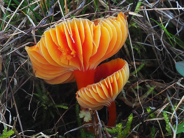 lúčnica šarlátová Hygrocybe coccinea (Schaeff.) P. Kumm.