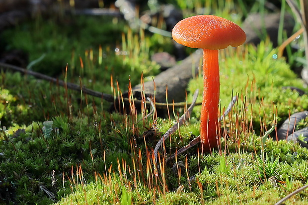 lúčnica krvavá ? Hygrocybe miniata ? (Fr.) P. Kumm.