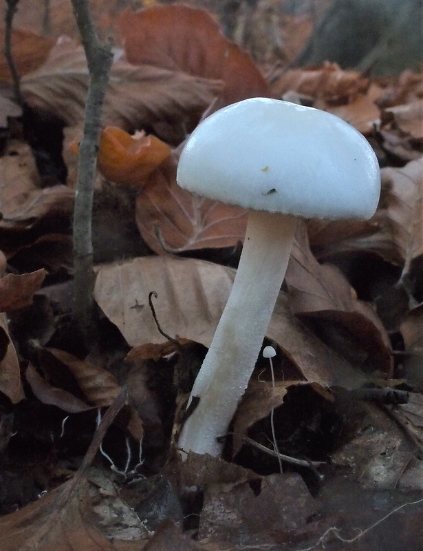 šťavnačka slonovinová Hygrophorus eburneus (Bull.) Fr.