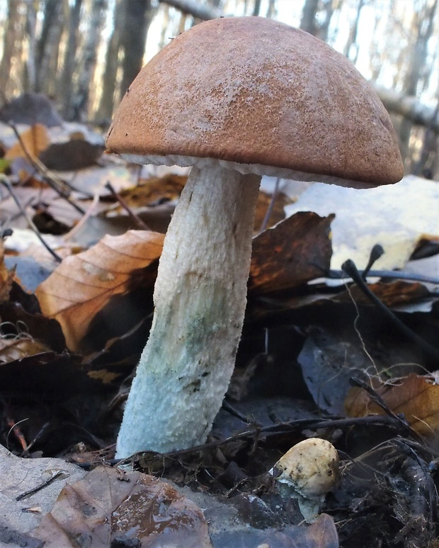 kozák osikový Leccinum albostipitatum den Bakker & Noordel.