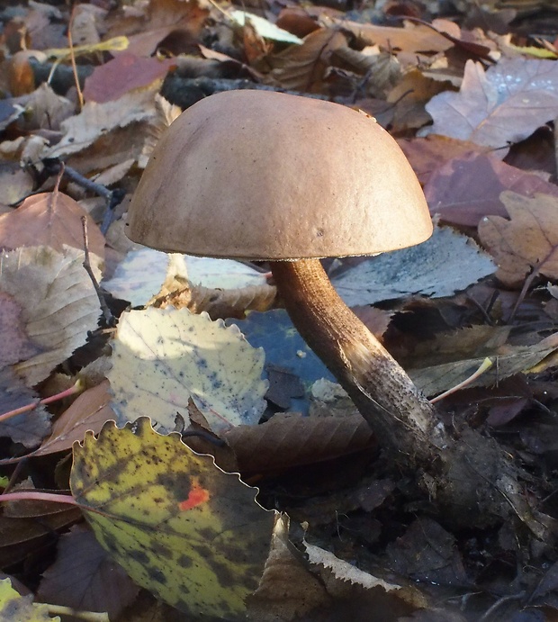 kozák brezový Leccinum scabrum (Bull.) Gray