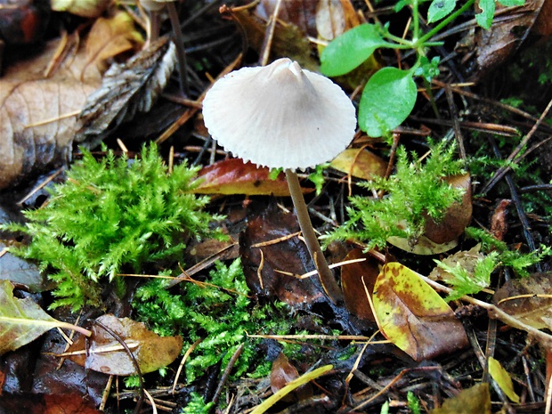 prilbička Mycena sp.