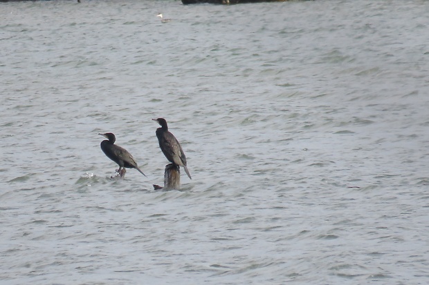 kormorán čierny  Phalacrocorax carbo