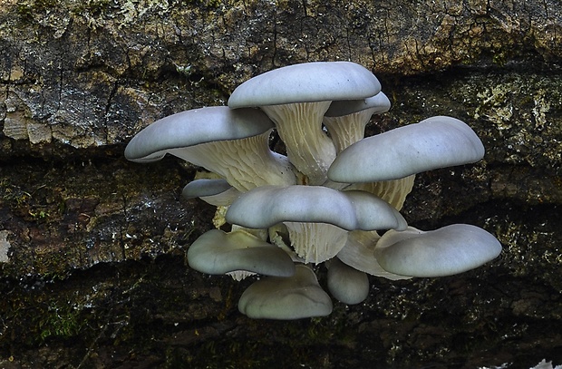 hliva ustricovitá Pleurotus ostreatus (Jacq.) P. Kumm.