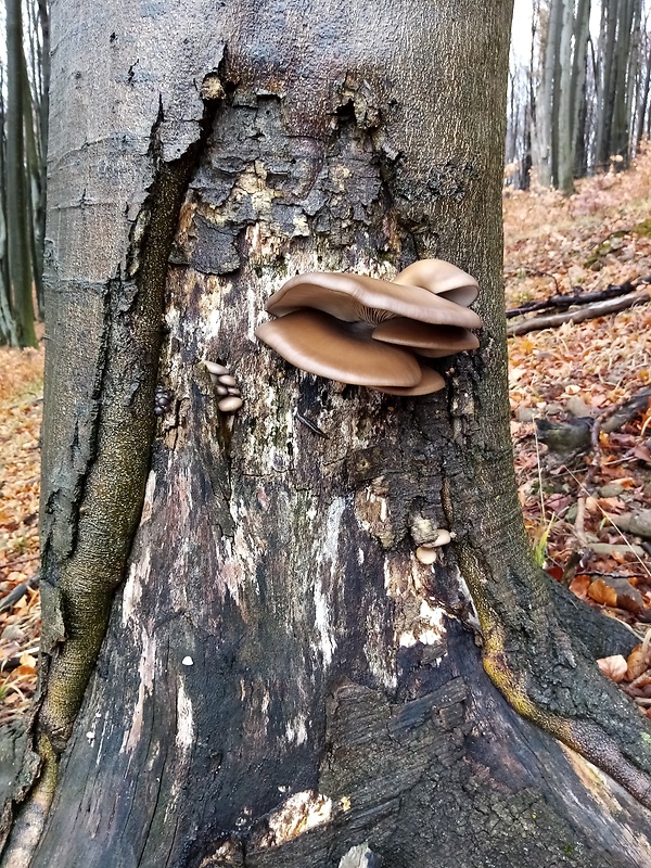 hliva ustricovitá Pleurotus ostreatus (Jacq.) P. Kumm.