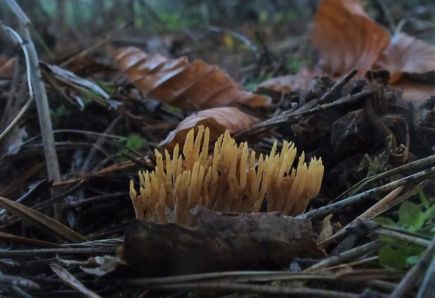 strapačka Ramaria sp.