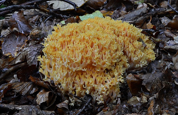 strapačka lososovoružová Ramaria subbotrytis (Coker) Corner