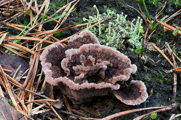 plesňovka zemná Thelephora terrestris Ehrh.