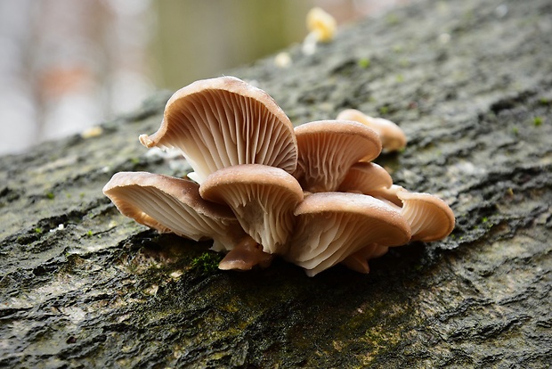 hliva ustricovitá Pleurotus ostreatus (Jacq.) P. Kumm.