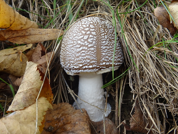 muchotrávka Amanita sp.