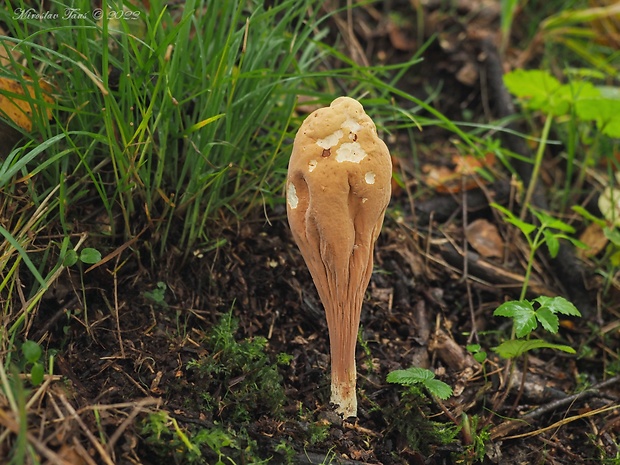 kyjak obrovský Clavariadelphus pistillaris (Fr.) Donk