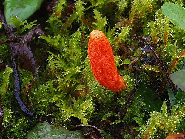 žezlovka hmyzová Cordyceps militaris (Fr.) Link