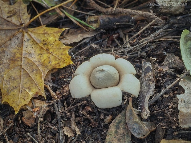 hviezdovka strapkatá Geastrum fimbriatum Fr.