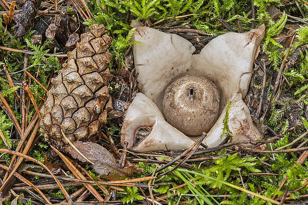 hviezdovka trojitá Geastrum triplex Jungh.