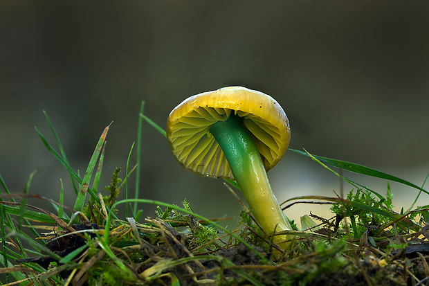 lúčnica žltozelená Gliophorus psittacinus (Schaeff.) Herink