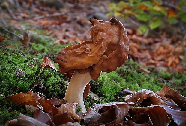 ušiak mitrovitý Gyromitra infula (Schaeff.) Quél.