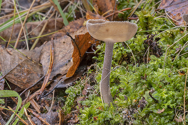 chriapač brvitý Helvella macropus (Pers.) P. Karst.