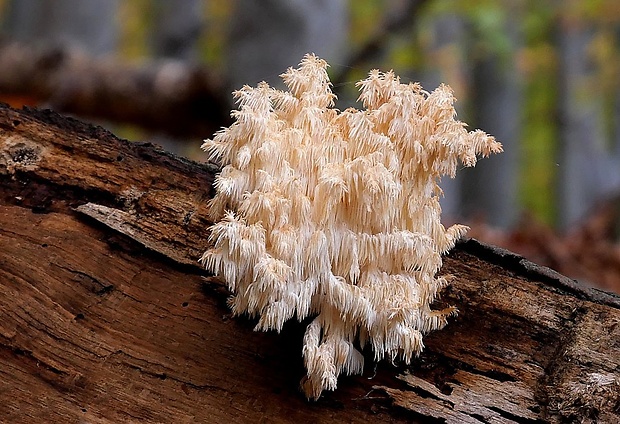 koralovec bukový Hericium coralloides (Scop.) Pers.