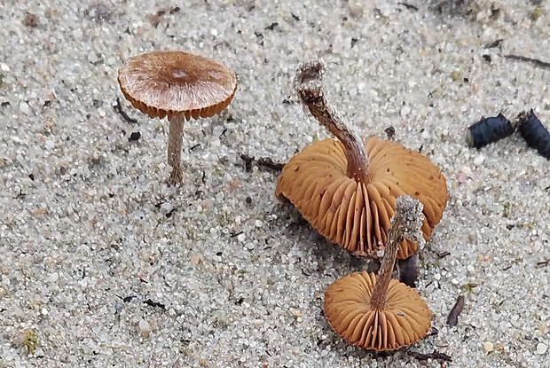 vláknica Inocybe sp.