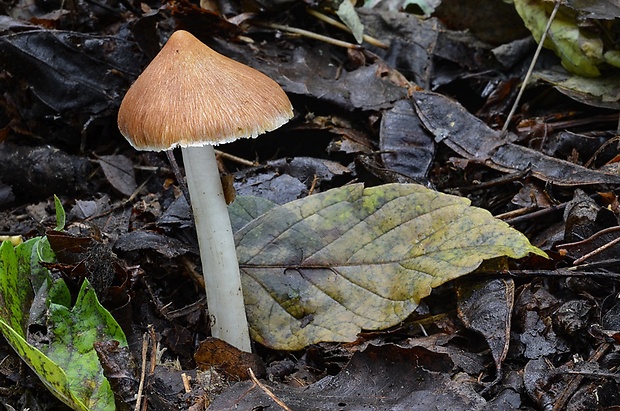 vláknica Inocybe sp.