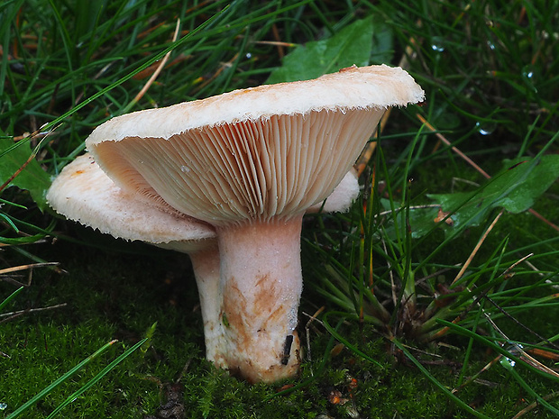 rýdzik chĺpkatý Lactarius pubescens (Fr.) Fr.