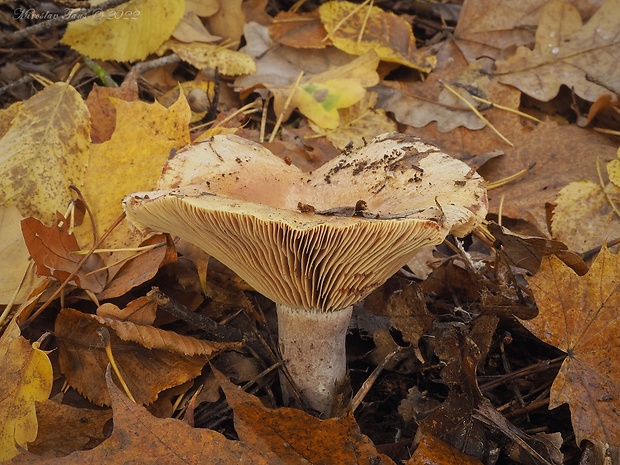 rýdzik oranžovokrvavý Lactarius semisanguifluus R. Heim & Leclair