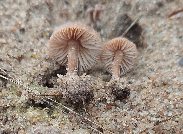 kalichovnica horká? Pseudolaccaria pachyphylla (Fr.) Vizzini & Contu