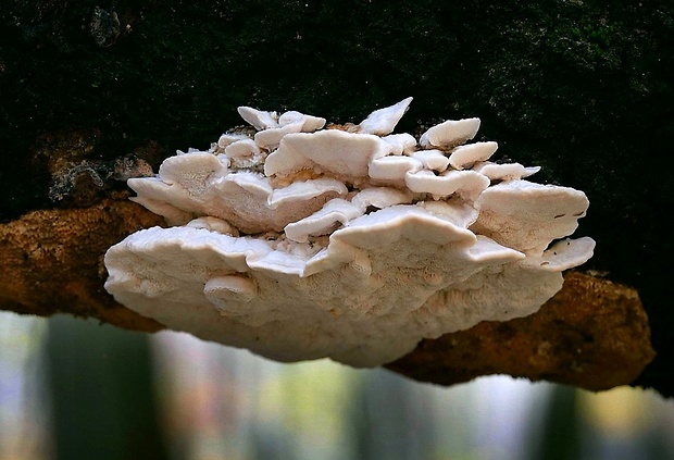 trúdnikovec Trametes sp.