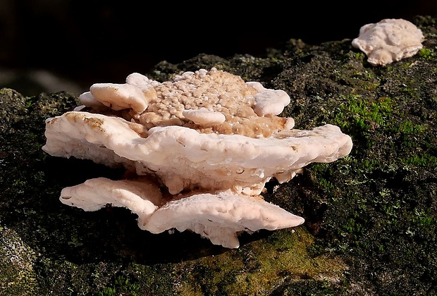 trúdnikovec Trametes sp.