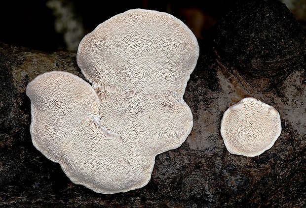 trúdnikovec Trametes sp.