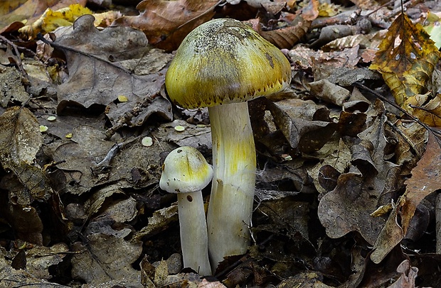 čírovka zelenohnedastá Tricholoma sejunctum (Sowerby) Quél.