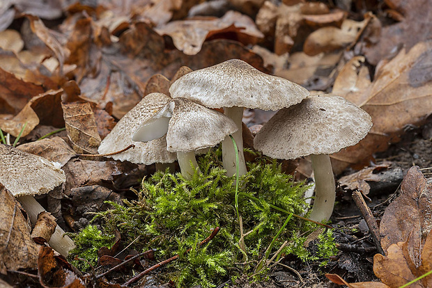 čírovka Tricholoma sp.