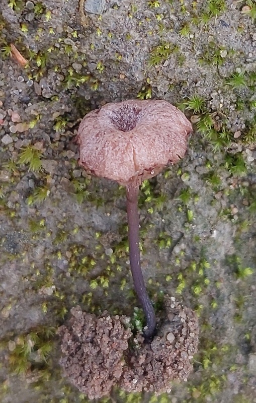 kalichovka Arrhenia cf.rustica (Fr.) Redhead, Lutzoni, Moncalvo & Vilgalys