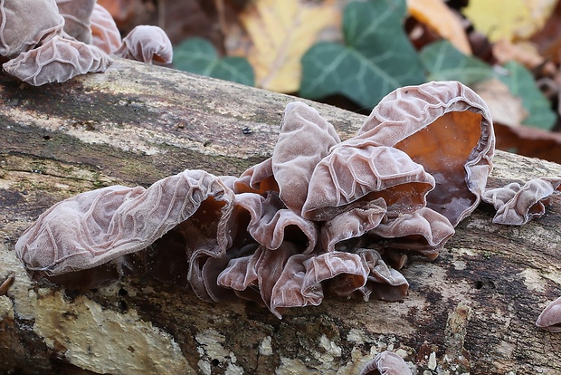 uchovec bazový Auricularia auricula-judae (Bull.) Quél.