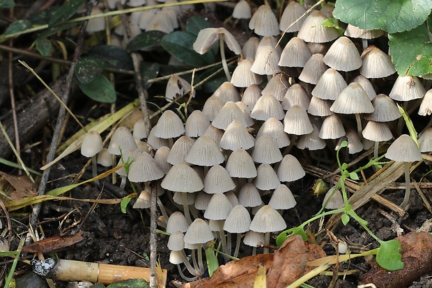 hnojník rozsiaty Coprinellus disseminatus (Pers.) J.E. Lange