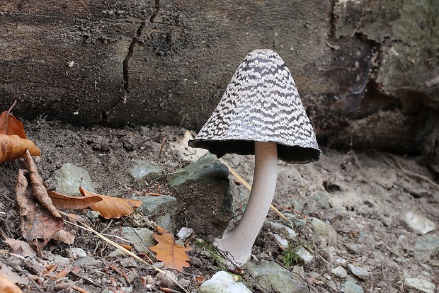 hnojník strakatý Coprinopsis picacea (Bull.) Redhead, Vilgalys & Moncalvo