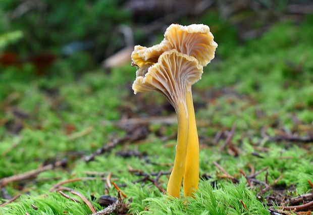 kuriatko lievikovité Craterellus tubaeformis (Fr.) Quél.